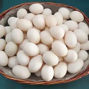 녹차를 먹여 자연에서 키운 청정건강오리알35개(특 란)