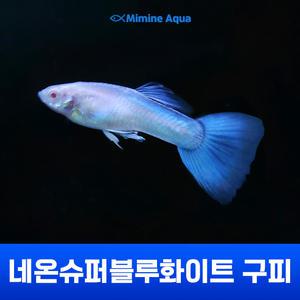 네온 슈퍼 블루 화이트 (네슈화) 구피 한쌍