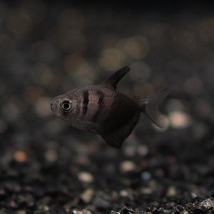 블랙테트라 [10마리] 열대어 관상어 마리아쿠아