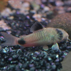 열대어 팬더 코리도라스