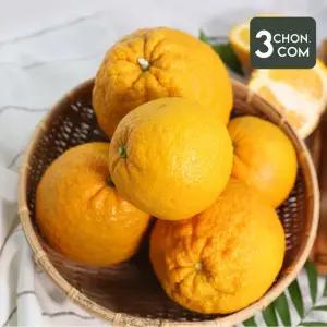 [제주직송] 제주 당유자 5kg 생과 뎅유지 댕유지 유자