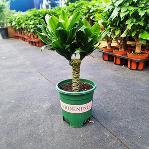 하늘꽃농원 드라세나 콤팩타 실내공기정화식물 유해물질제거식물