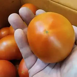 완숙 찰 토마토 못난이 쥬스용 대과 중과 5kg