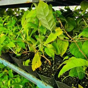 다래묘목 왕다래나무 용성2호 삽목1년생 포트묘