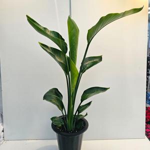 식물공장 여인초 대품 2촉 극락조 반려식물 70-110cm 199