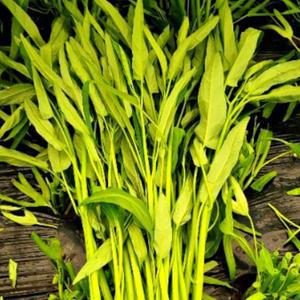 공심채 모닝글로리 볶음 재료 1kg 생 공심채 나물