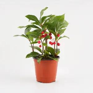 갑조네 천냥금 천량금 공기정화식물