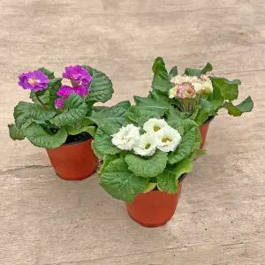 프리뮬라 벨레로즈 소형 모종 장미앵초 앵초꽃 봄꽃 다년초