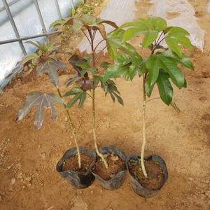 황칠나무묘목 모종 2년생 50센티 1그루