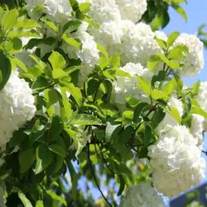 차이니즈 스노우볼 눈송이꽃 분화 5치 화분묘목 (목하원예조경)