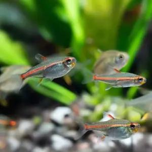 나나아쿠아 열대어 글로라이트 테트라 5마리