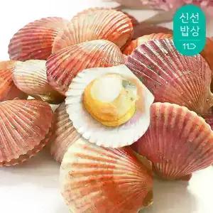 당일바리 제철 홍가리비 2kg (40~50미 내외)