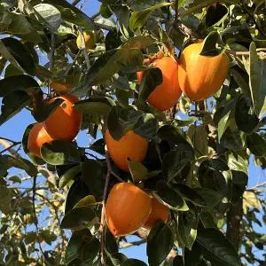 [황금열매]전라도 홍시 대봉감 10kg 31-40과 중과