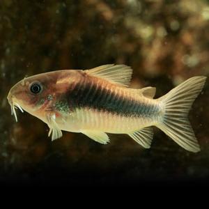 티아쿠아 열대어 코리도라스 아이에우스(브론즈) 3마리 관상어