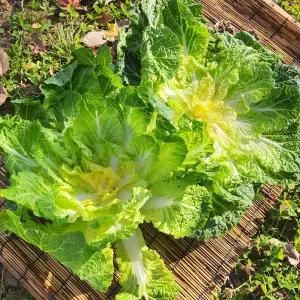 국내산 진도 해풍 봄동 1kg 3-6개