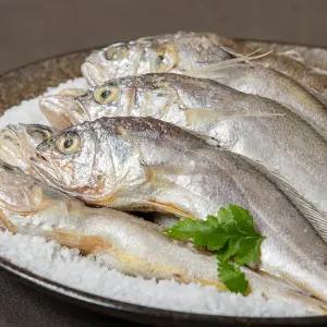 [냉동][국산] 영광 참굴비 (3호, 700g/10미)