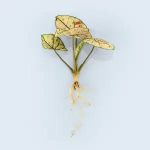 칼라디움 스노우드록 세척 모종 소형 수경재배 식물 키우기쉬운 인테리어 실내공기정화 식물