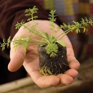 지피펠렛 압축 상토 배양토 원예용 노르웨이산 10개 트레이 모종 키우기 육묘