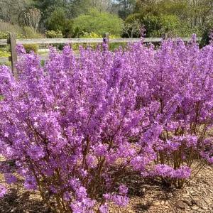 팥꽃나무 묘목 H40cm상 정원수 관목 조경수 여름꽃나무 노지월동 가능 팥꽃 묘목 (목하원예조경)