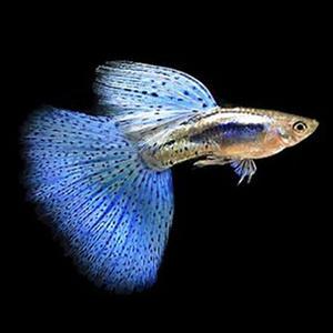 [행운수족관]고정구피, 블루그라스 하이도살 [한쌍] 구피