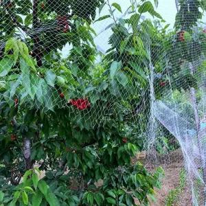조류망 식물그물망 블루베리새망 농사용 길이