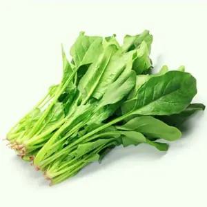 시금치씨앗 사계용품종 야채종자 사계용시금치씨 식물재배품종 (WFJ7CQH)