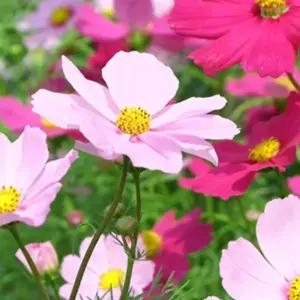 야생화씨앗 꽃씨 정원 코스모스 야생화정원씨앗 코스모스꽃씨 (WFJ7CRM)