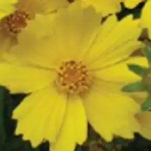 관상용꽃씨 야생화종자 품종씨앗 관상용금계국씨앗 1리터꽃종자 (WFJ7CQT)