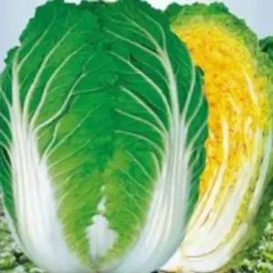 봄배추씨앗 새심품종 채소종자 봄채소재배 배추종자500립 (WFJ7CTX)