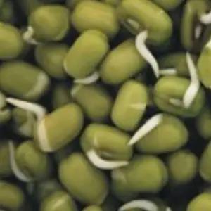 새싹종자 채소씨앗 녹두품종 새싹전용 새싹채소종자 (WFJ7CW7)