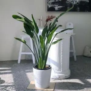 ksr 마블 화분 아일라 가로줄미분 31x32cm (WFJ7PLZ)