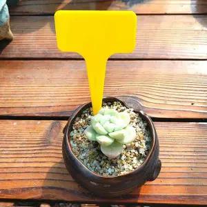 화분이름표 T자형 다육이 꽃 화단 식물 이픔료 노랑