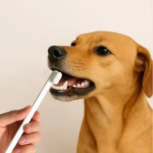 고품질 펫프랜 반려동물 초미세 만모 칫솔(화이트) 개칫솔 (WFKDZE1)