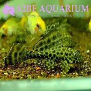 [에이투비]나비비파 / 3-5cm / 1마리