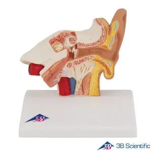 [종로의료기]3B Scientific 인체모형 귀모형 E12 1.5배 확대 귀해부모형