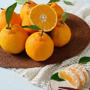 첫수확 달콤왕 제주 한라봉 4kg 중대과 (13-20과내외) / 실속가정용