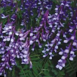 씨앗판매 헤어리베치 씨앗 덩굴 식물종자 생태풀씨 원예용 종자