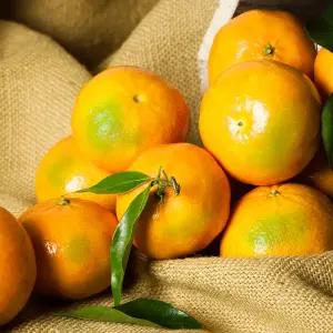 [고랑몰라] 노지 새코미 감귤 5kg(로얄과)/조생귤