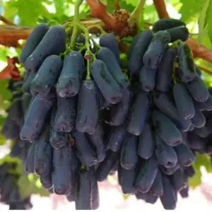 포도나무묘목 블랙샤파이어 포도나무 가지포도나무 유실수 약용수 조경수(TB)