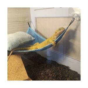 비어디해먹 크레해먹 비어디드래곤 파충류해먹 크레스티드게코 파충류 사육장꾸미기 파충류은신처