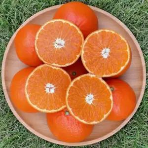 [품질보증] 제주 산지직송 제철 고당도 레드향 5kg 로얄 대과 20과내외