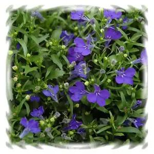 (어린모종)로벨리아-리비에라 미드나잇블루 , 8cm분 3개,희귀꽃모종(HL)