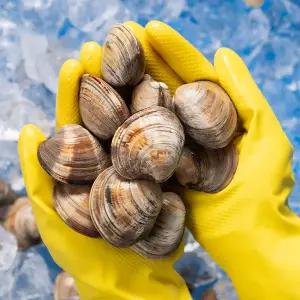 [대한민국농수산] 자연산 백합조개 2kg (산소포장)