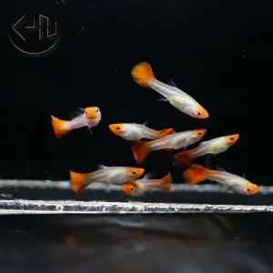 골든 코이 구피 (관상어, 열대어, 구피)