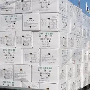 씨감자 수미(정 품) 10kg 보급종(강원도)