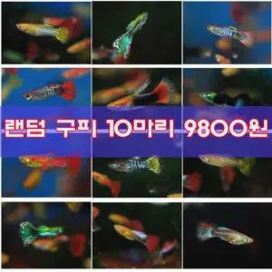 랜덤구피 10마리 (숫5암5)