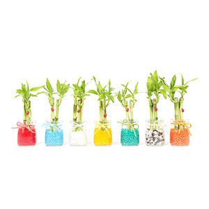 [공기정화/미세먼지] 개운죽 푸딩/ 수경식물/ 미세먼지/가습