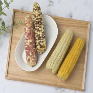 자연의 찰옥수수 중 30개 홍찰,백찰,황찰,알록찰 옥수수