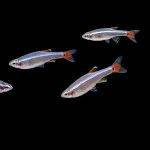 *오픈기념* 백운산 30마리 날씬한 줄무늬 물고기 관상어 열대어 작은어항에도 좋아