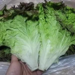 상추 꽃상추 적포기 4kg내외 발품장터